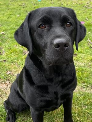 Ruby aged 2