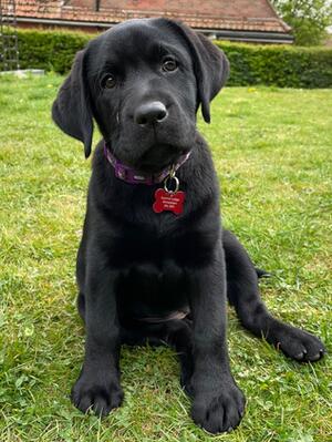 Ruby aged approximately 12 weeks