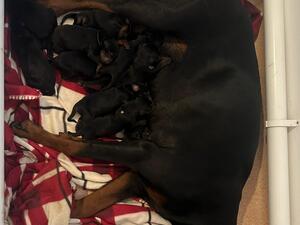 Mum with puppies