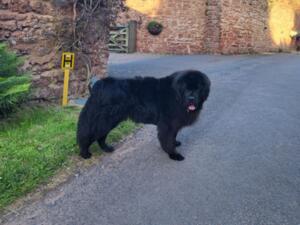 Dora on a short walk