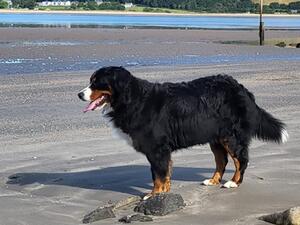 Dee Dee on the estuary beach.