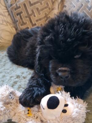 Bertie