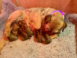 Nellie with her pups