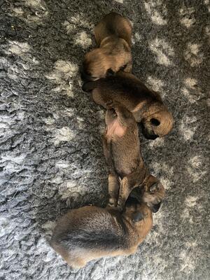 The litter ♥️