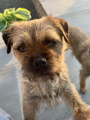 Nellie - Mother of the pups
