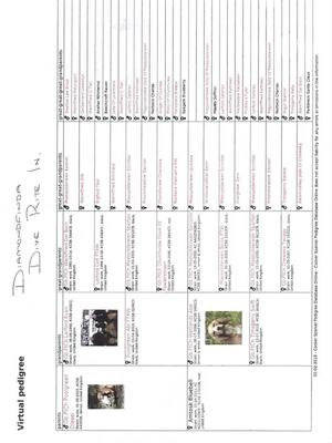 FTCH Diamondfinda Dive Rite Pedigree