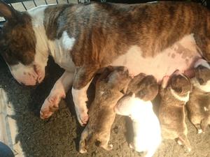 Tanya and her puppies