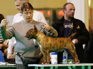 Duvessa Delicia 1st place novice bitch crufts 2014