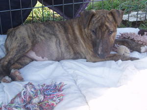 brindle  boy