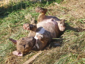 brindle boy