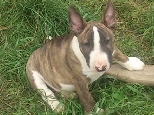 Brindle boy
