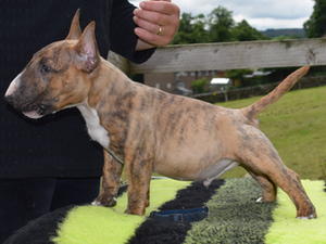 brindle male