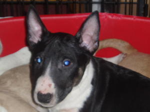 black/ brindle & white male
