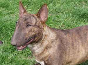 Duvessa Devil Wears Prada