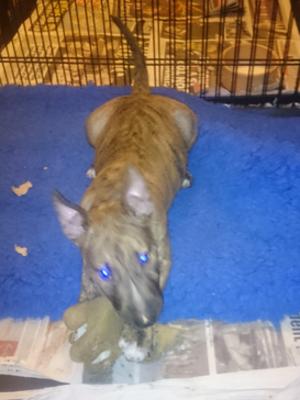 Solid brindle male