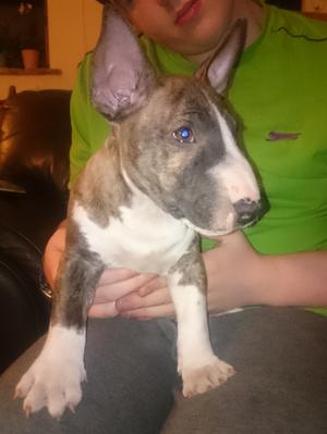 Brindle and white male
