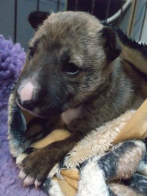 Brindle and white boy