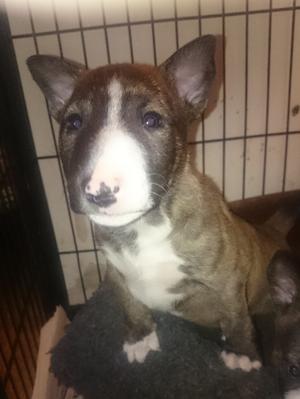 Brindle girl