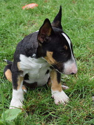 tri coloured male