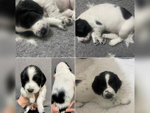 AVAILABLE PUP