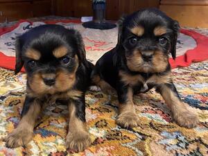 Black and Tan girls