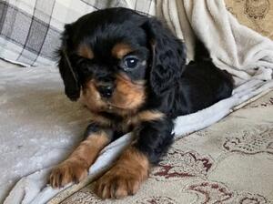 Black and Tan boy