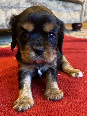 Black and Tan girl