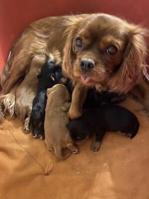 mother and puppies