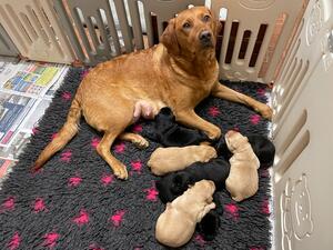 Penny and Puppies