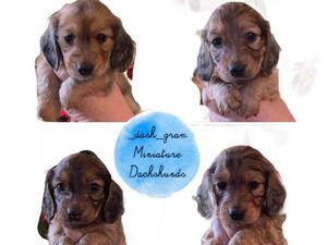 Top: Cream Boy, Red Boy; Bottom: Red Girl, Red Boy