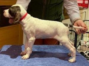 liver & white dog