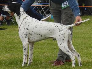 www.braithwaitegundogs.com