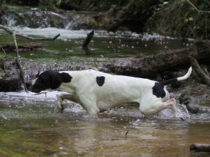 www.braithwaitegundogs.com