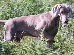 www.braithwaitegundogs.com