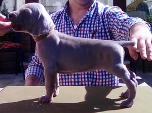 DOG PUPPY AVAILABLE
