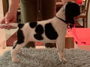 Black & white dog