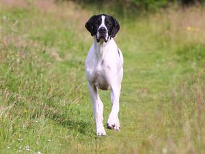 www.braithwaitegundogs.com