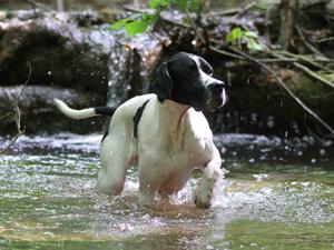 www.braithwaitegundogs.com
