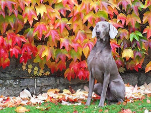 www.braithwaitegundogs.com