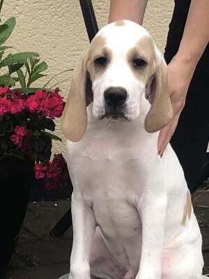 1 STUNNING DOG PUPPY AVAILABLE