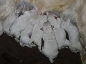 Mum with pups