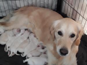 Mum with pups