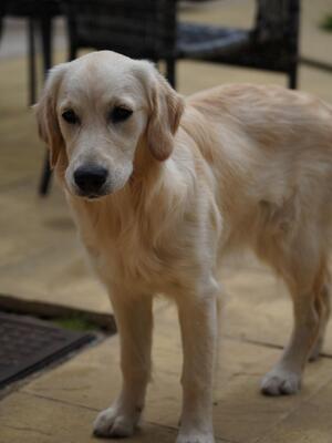 Daisy