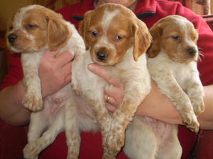 6 weeks