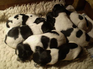 At 2 weeks