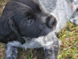 Black puppy