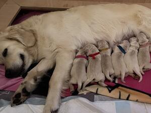 Mum with pups
