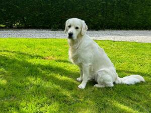 Sire Teddy