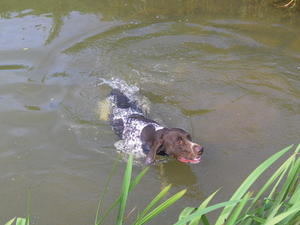 Flynn swimming