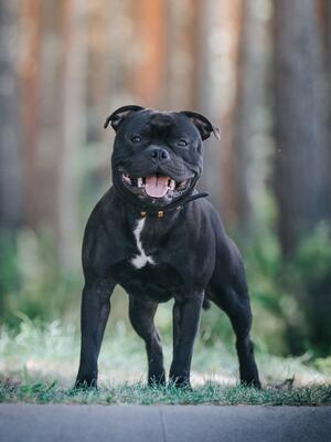 Angus
